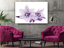 Obraz Fialová ľalia